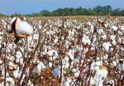  جایگاه سیزدهم ایران در تولید الیاف پنبه/معرفی ارقام هیبریدی تا پایان سال - تسنیم