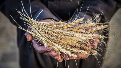  ۹۵ درصد مطالبات گندم‌کاران پرداخت شد