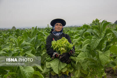 برداشت توتون در گلستان