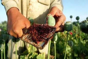  تریاک در ایران معجونی از سرب، کاکائو، جگر چرخ‌کرده، برگ کنف و ترامادول است!