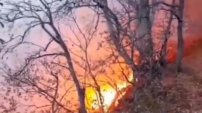 گریه‌های جنگلبانان هنگام سوختن جنگل هیرکانی