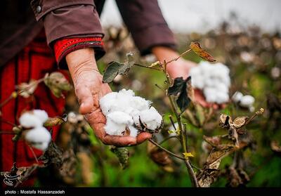  تیر خلاص مافیای واردات به تولید داخل/ارز ترجیحی تولید پنبه و نساجی را به خاک سیاه نشاند! - تسنیم