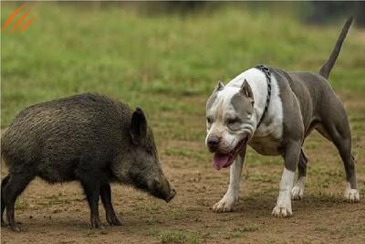  شاهکار حیات وحش؛ سگ با رفیقاش ریختن سر گراز بازم حریفش نیستن