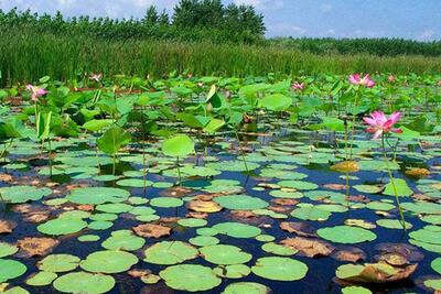  مدیریت زیست‌بومی تنها راهکار حفاظت از تالاب‌ها