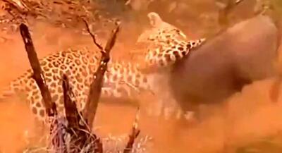  کمین پلنگ برای شکار گراز | جهان نیوز