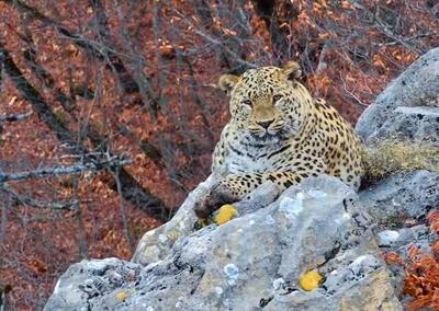  شکوه این پلنگ ایرانی رسانه‌ها را شوکه کرد؛ لحظه خیره شدن با ابهت پلنگ به دوربین را ببینید