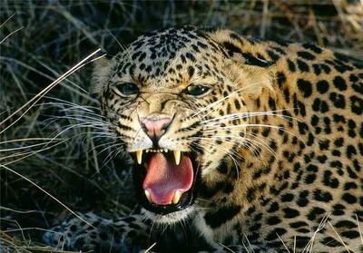  شکوه این پلنگ ایرانی رسانه‌ها را شوکه کرد +فیلم