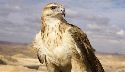  رهاسازی سارگپه درمان‌ شده در دره‌ هایقر فیروزآباد