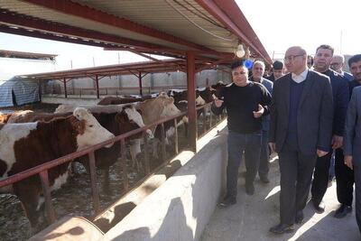  بازدید استاندار کرمانشاه از واحد پرورش دام سنگین نجف‌آباد