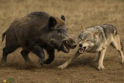  ببینید / تصاویر نادر از شکار گراز توسط گرگ‌ها در مازندران