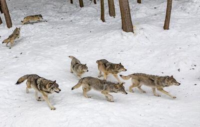  تصاویر نادر از شکار گراز توسط گرگ‌ها در مازندران