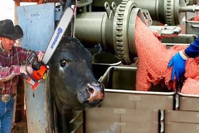  فرآوری بوفالو؛ بوفالو زنده رو میندازن تو چرخ از گوشت و استخون یذره ام هدر نره