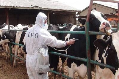  تایید ۴ مورد ابتلا به سویه آفریقایی تب برفکی در خراسان رضوی