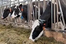  دامداران زیر فشار بیماری؛ کاهش محسوس محصولات لبنی و گوشتی