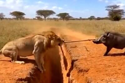  جدال حیات وحش؛ شیر و گراز مسابقه طناب کشی گذاشتن دوتاشونم باختن