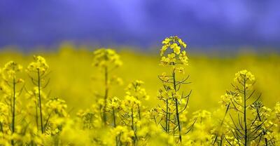  پیش‌بینی تولید ۴۰۰ هزار تن دانه‌های روغنی