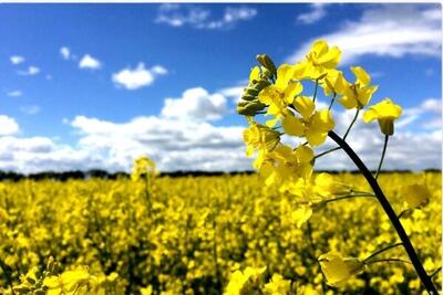  کشت پاییزه کلزا در سه هزار هکتار از اراضی آذربایجان‌شرقی