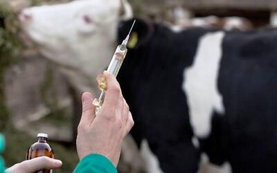  ۳۲۰ هزار راس دام سنگین علیه سویه غیربومی تب برفکی واکسینه شدند (۱۷ دی ۱۴۰۴)