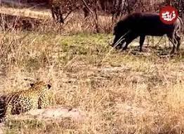  شکست باورنکردنی پلنگ در برابر گراز وحشی!