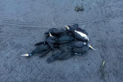  نه بیماری، نه تصادف؛ دست انسان پشت مرگ دسته‌جمعی پرندگان ساحل انزلی