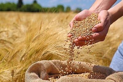  قیمت گندم چقدر گران می‌شود؟