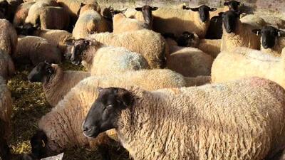  قیمت روز دام زنده ۲۱ بهمن 1404  + جدول