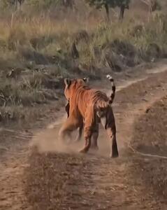  لحظه‌ای کمیاب در حیات وحش؛ ببر یک مار پیتون را شکار کرد