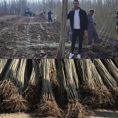 بهترین رقم صنوبر برای مناطق سردسیر و معتدل ایران؛ پیشنهاد رویال نهال