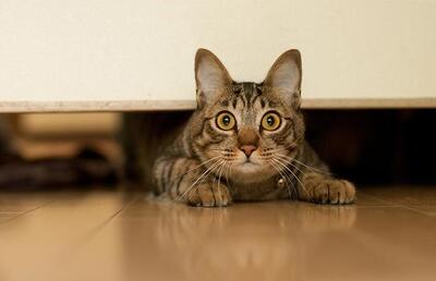  ببینید | گربه محبوب طلافروشی؛ لم دادن روی طلا داخل ویترین!