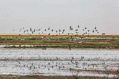  محمدی: بیش از ۳۵ هزار پرنده مهاجر در تالاب مره ثبت شد