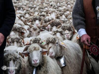  درخواست عجیب قطر از ایران: گوسفند ایرانی می‌خواهیم!