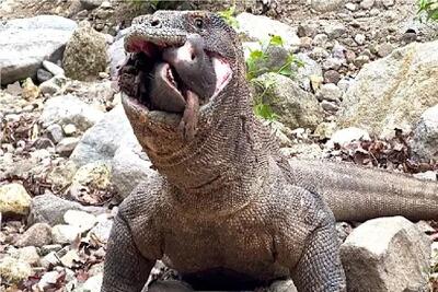  مستند حیات وحش؛ کومودو سفاک خوک زنده بلعید فقط پوزه اش موند بیرون