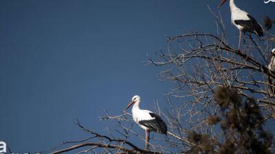  میان کوچ و ماندن