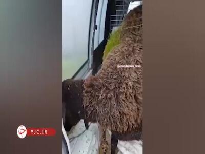  روییدن علف‌ها در پشم گوسفند در اسپانیا