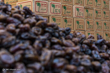  رشید فرخی: متوسط مصرف خرما برای هر ایرانی 7 کیلو شد