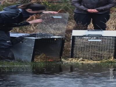  بازگشت یک جانور منقرض‌شده به رودخانه‌های بریتانیا پس از ۴ قرن