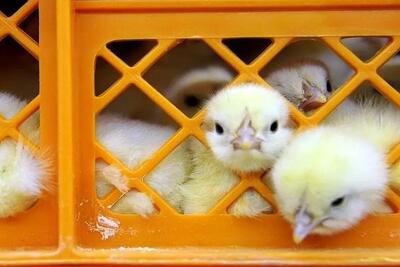  قیمت مرغ پایین آمد، اما هزینه خرید نهاده‌ها چهار برابر شد