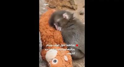  فیلمی که دل میلیون‌ها نفر را برد؛ میمون تنها و عروسکش