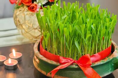  آموزش کاشت سبزه ذرت برای عید نوروز / یک سبزه زیبا برای عید نوروز