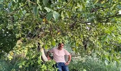  عرضه نهال گردو ژنوتیپ که سرما را شکست داد، قیمت فقط 90 هزارتومان!