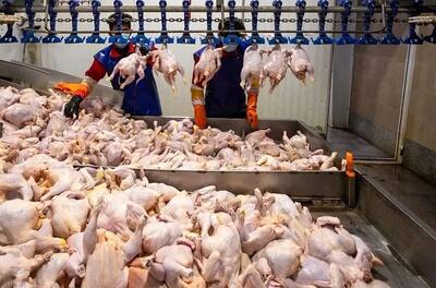  قیمت جدید مرغ ۲۹ بهمن؛ مرغ منجمد کیلویی چند؟