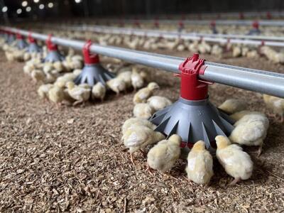  زنگ خطر در مرغداری‌ها؛ سویا گران‌تر از تخم‌مرغ شد