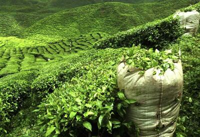  شناسایی ویروس‌های آلوده‌کننده گیاه چای