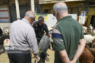  معاون دامپزشکی تهران از افزایش کشیک در ایام نوروز و رمضان خبر داد