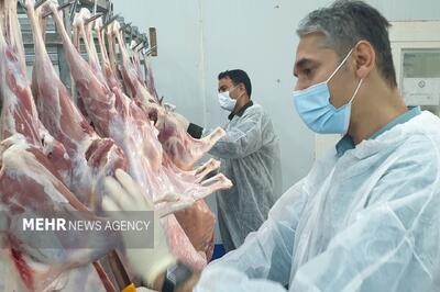  آغاز طرح تشدید نظارت بهداشتی دامپزشکی در کاشمر