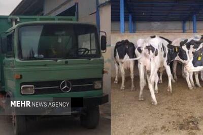  توقیف خودروی حامل ۳ رأس احشام قاچاق در رباط کریم