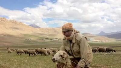  خلاقیت خنده دار چوپان با طراحی صندلی برای اُلاغش حماسه آفرید +عکس