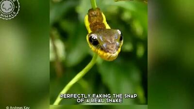  حقه ای جالب از کرم ابریشم؛ ظاهری که دشمن را می ترساند! / فیلم