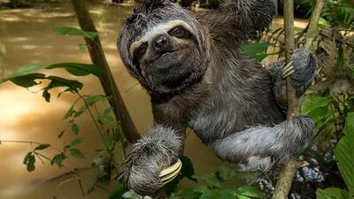  کشف ۷۰ گونه حیوانی تازه در جنگل‌های جهان | شگفتی‌های بکر طبیعت فاش شد