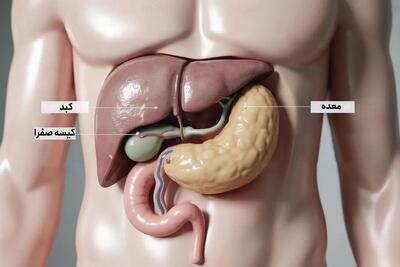  درباره کیسه صفرا و عملکرد آن در بدن که اغلب بی اهمیت تلقی می شود | عضو کوچک، نقش بزرگ